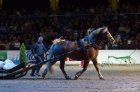 Horse Show 07.10.2012